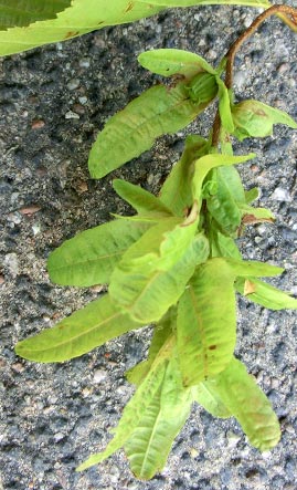 Capinus betulus